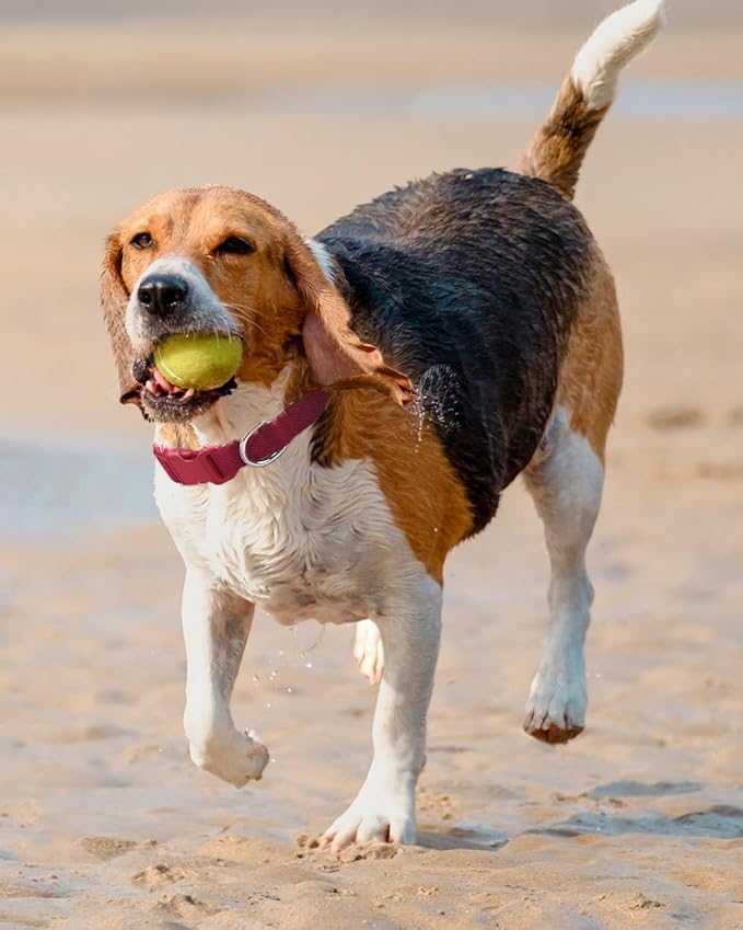 Dynmeow Soft and Breathable Cotton Dog Collar, Durable Adjustable Heavy-Duty Pet Collar with Quick-Release Buckle, Lightweight for Sensitive Skin for Medium and Large Dogs, Red, M