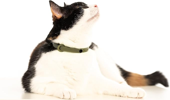3 Pack Breakaway Cat Collar - Soft, Comfortable, and Lightweight Safety Buckle Collar with Name Tag Ring for Outdoor Cats and Sensitive Skin Kittens by Nuvuq (6 ⅞" to 10 ¼") (Black, Orange and Green)