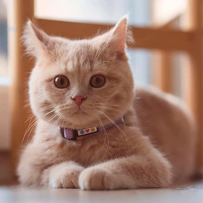 Pawtitas Reflective Purple Cat Collar with Safety Buckle and Removable Bell for Kitten and Cats
