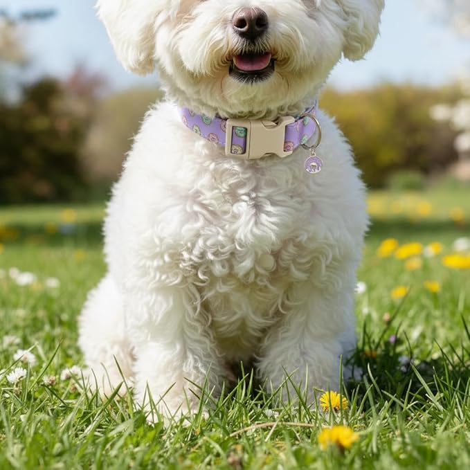 Girl Dog Collar with Unique Purple and Donut Print, Cute Dog Collar for Spring & Summer, Adjustable Pet Collar for Small Dogs