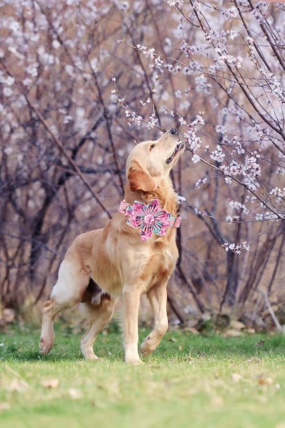 Lionheart Glory Dog Collar, Pink Dog Collar with Flower, Cute Floral Pattern Pet Collar Adjustable Dog Collar for Large Dogs