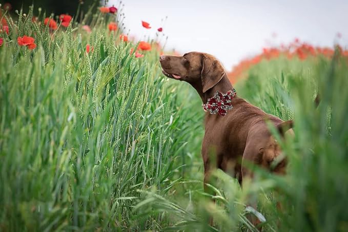 Lionheart Glory Dog Collar, Red Rose Dog Collar with Flower, Cute Floral Pattern Pet Collar Adjustable Dog Collar for Large Dogs