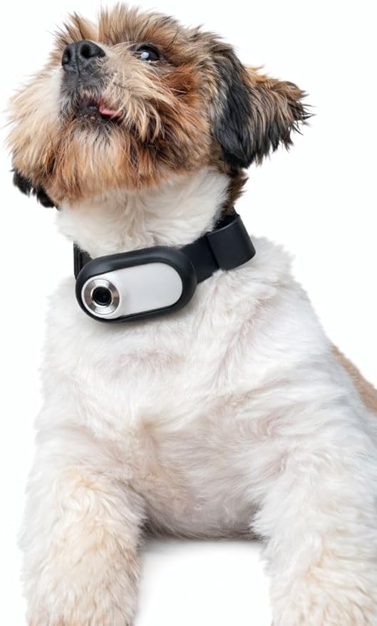 Mini Dog Collar Camera 1080P – Records to Micro SD Card – No Live Streaming – No WiFi – Lightweight POV Camera for Dogs – Adjustable Pet Collar