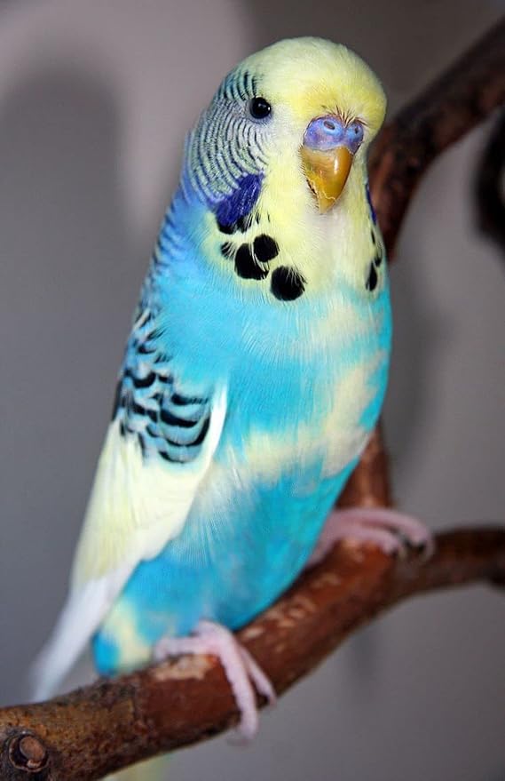 JW Pet Company Insight Sand Perch Bird Accessory, Regular, Assorted Colors