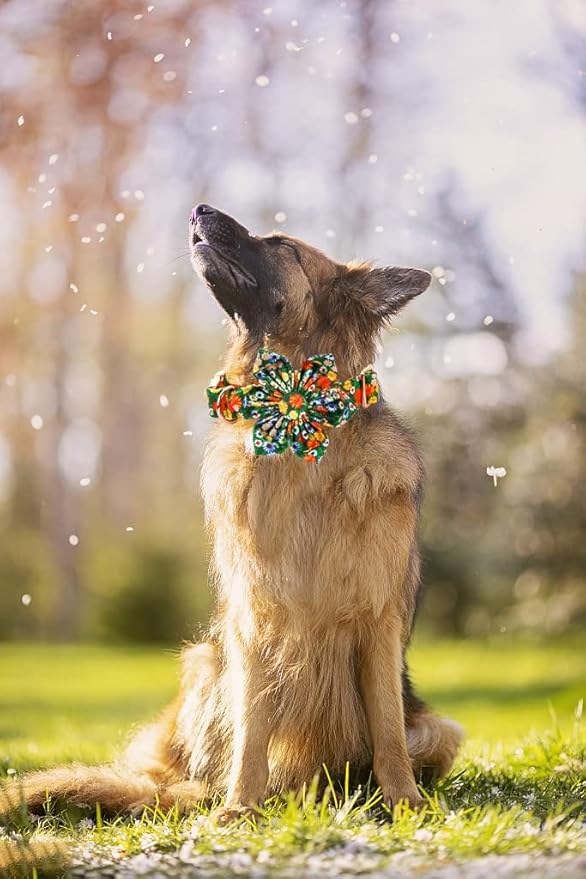 Lionheart Glory Cute Floral Pattern Pet Collar - Adjustable for X-Small Dogs
