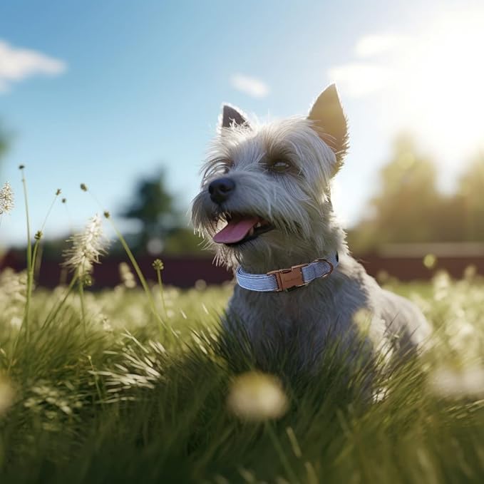 Unique Style Paws Blue Stripe Dog Collar Metal Buckle Gift Cute Collar for Small, Medium, Large Dogs
