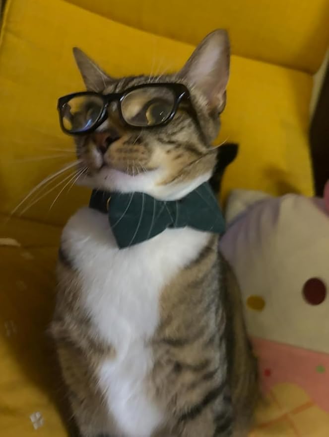 Cotton Breakaway Kitten Collar with Bow Tie and Bell Adjustable Cute Soft Corduroy Cat Collars for Small Cats(Dark Green,XS)
