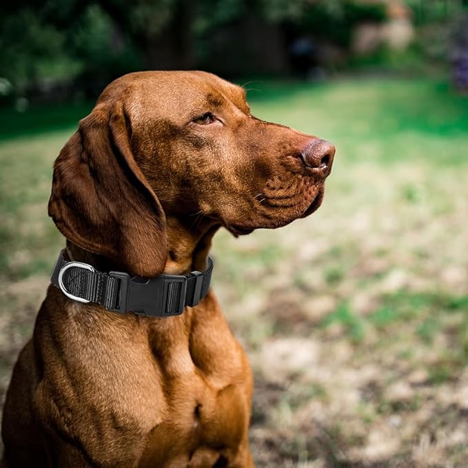 4 Pack Nylon Dog Collars, Classic Adjustable Pet Dog Collar for Small, Medium and Large Dogs, L(Black, Blue, Red, Purple)