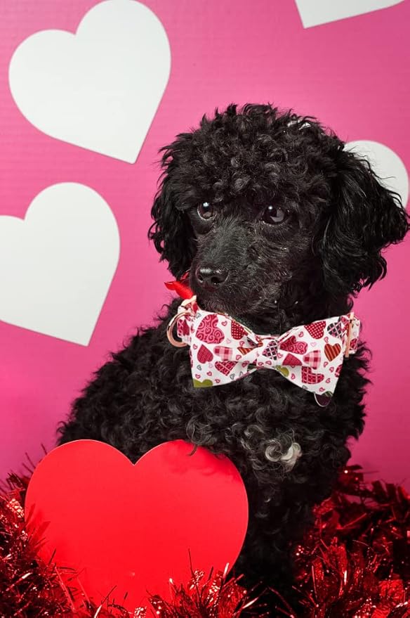 Lionheart Glory Heart Dog Collar, Valentine's Day Dog Collars with Flower, Cute Floral Pattern Pet Collars Adjustable Collar for X-Small Dogs