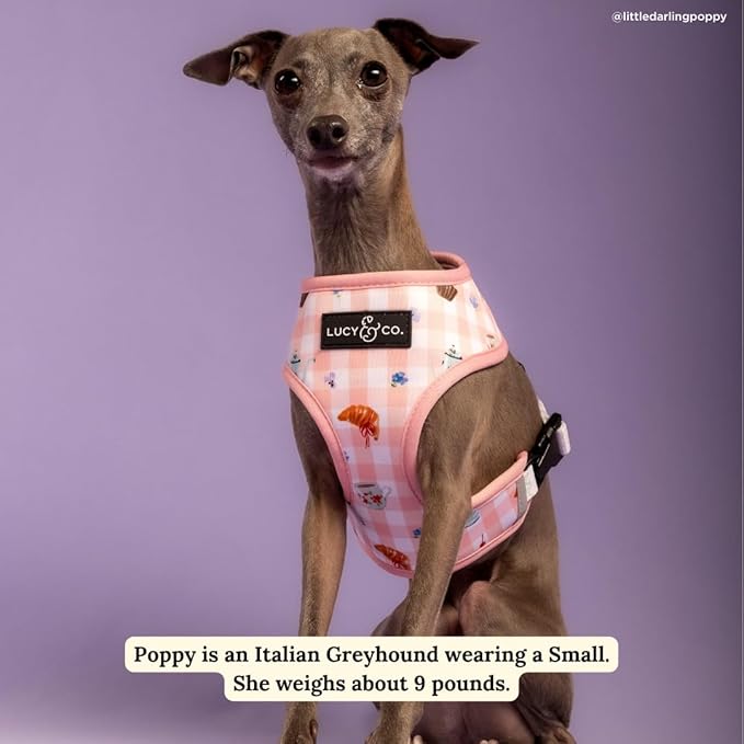 Lucy & Co. Sipping Slowly Reversible Dog Harness, Adjustable Comfort Fit with Dual Leash Attachments, X-Small
