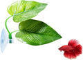 CousDUoBe 1 Pack Betta Fish Leaf Pad Improves Betta's Health by Simulating The Natural Habitat - Natural, Organic, Comfortable Rest Area for Fish Aquarium Ornaments
