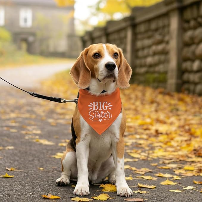 Big Sister Dog Bandana, Big Sister Bandana for Dog, Dog Pregnancy Announcement, Orange Dog Bandana, Big Sister Dog Shirt, Dog Bandana Pet Scarf, Dog Bandana for Small Medium Large Dogs (D28)