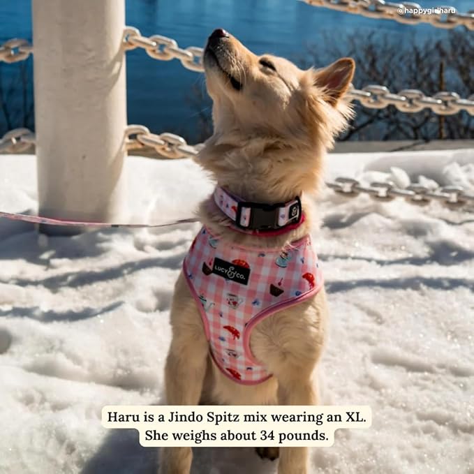 Lucy & Co. Sipping Slowly Reversible Dog Harness, Adjustable Comfort Fit with Dual Leash Attachments, Large