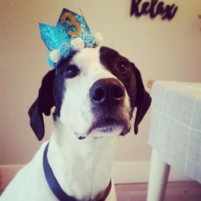 Pet Crown Hat Dog Birthday Reusable Birthday Party Crown for Boy Cat Doggie Headband Hats with 0-9 Figures Charms Pet Gift Grooming Accessories with Glue Dots Pack of 1(Blue)