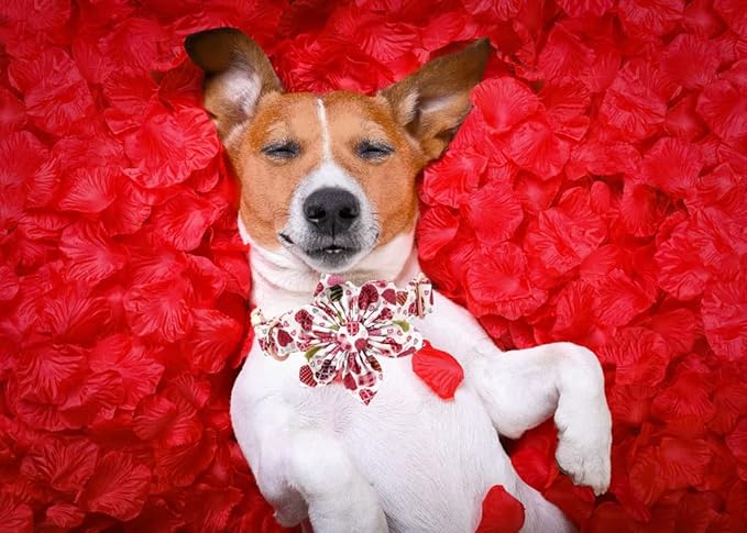 Lionheart Glory Heart Dog Collar, Valentine's Day Dog Collars with Flower, Cute Floral Pattern Pet Collars Adjustable Collar for X-Small Dogs