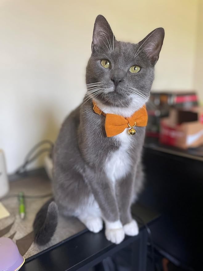 Soft Corduroy Cat Collar with Bell and Bowtie, Safety Breakaway Clasp, Adjustable for Kitten and Cats Orange Color.
