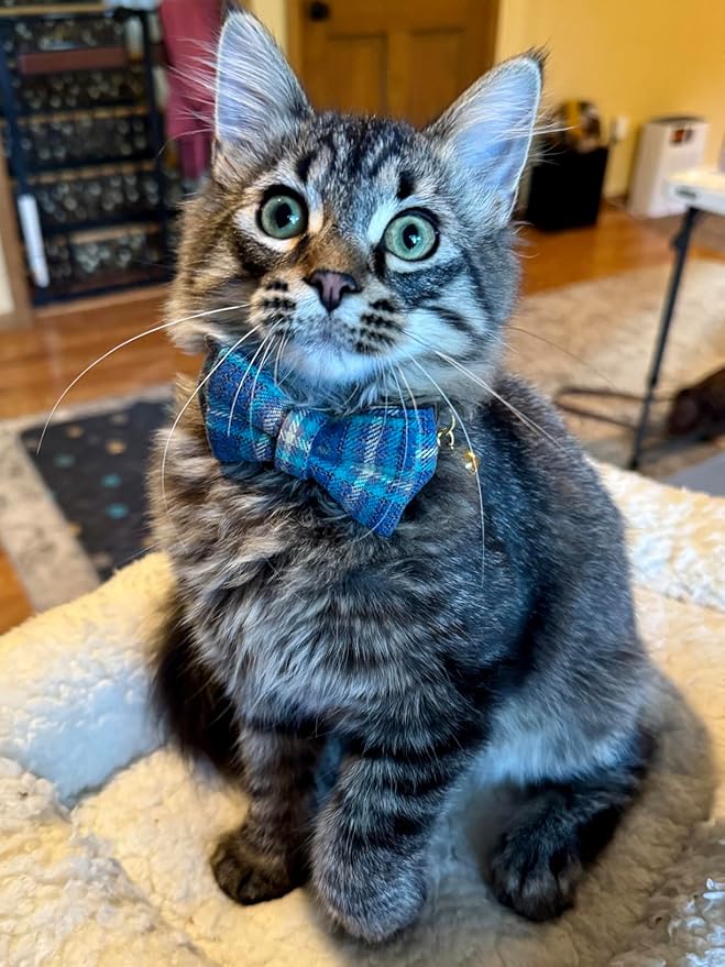 2 Pack Cotton Cat Collar, Removable Bowtie, Plaid Pattern, Safety Breakaway Clasp, Adjustable for Cats.(Adult Cat, Blue and Brown)