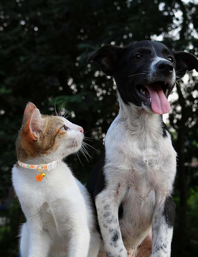 Cat Collar Breakaway with Bells,3 Pack Safety Adjustable Pet Collars,Ideal for Girl Boy Kittens. (Orange Green Pink)