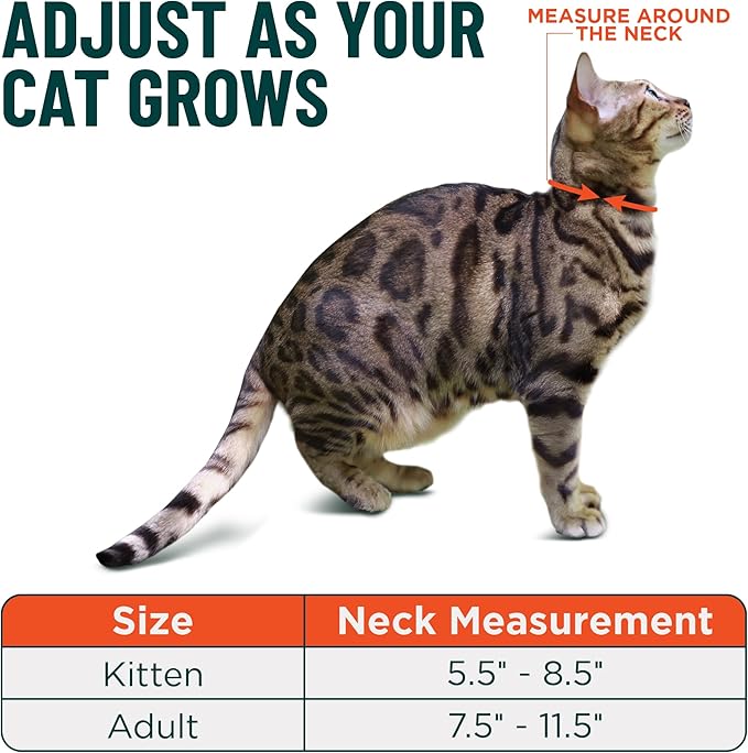 OutdoorBengal Orange Breakaway Kitten Collar - Ultra Safe Quick Release Cat Collar for Kittens Under 6 Months – Soft-Padded, Lightweight, Adjustable, Thin and Comfortable, No Bell (Orange, Kitten)