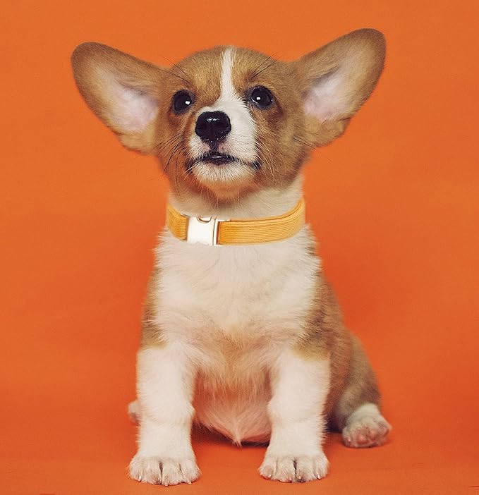 Soft Cotton Dog Collar with Metal Buckle Adjustable Heavy Duty Comfy Corduroy Collars for Small Medium Large Dogs,Orange,Small