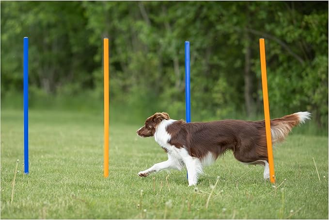 Trixie Dog Agility Slalom Course - 12 Adjustable Weave Poles Backyard Set - Portable Training Equipment with Carrying Bag & Training Guide - for All Breeds