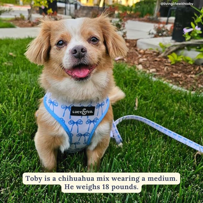 Lucy & Co. Cute Reversible Dog Harness Walking Halter - Best Designer Pet Harnesses for XS - XL Dogs - Padded Adjustable Vest for Easy Walking - Medium - White with Blue Bows