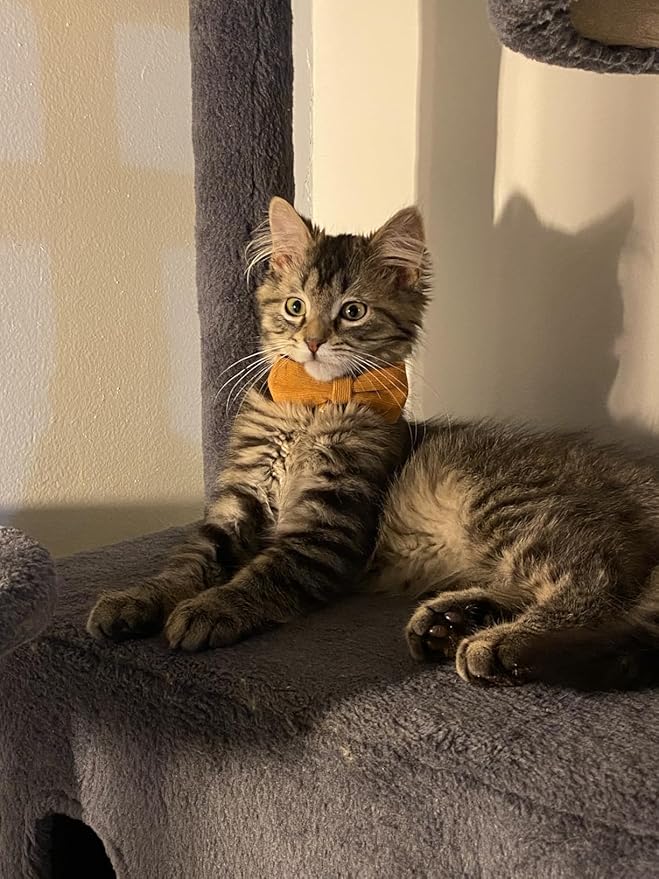 2 Pack Soft Corduroy Cat Collars with Bow Tie & Bell Adjustable Breakaway Bowtie Kitten Collar for Girl Boy Kittens(Orange & Dark Green)