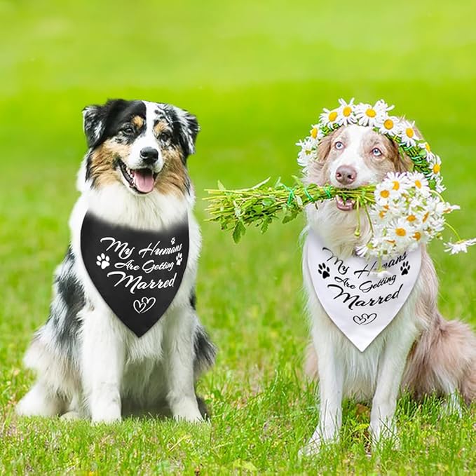 SZEE 2 Pack My Humans are Getting Married Dog Bandanas, Wedding or Engagement Gift for Couples, Dog Wedding Bandanas, Bridal Shower Gifts for Bride, Engagement Party Decorations (White & Black, XL)