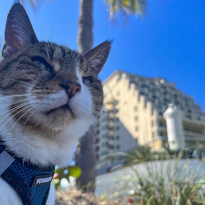 Best Pet Supplies Voyager Step-in Air All Weather Mesh Harness and Reflective Dog 5 ft Leash Combo with Neoprene Handle, for Small, Medium and Large Breed Puppies - Royal Blue/Black Trim, XX-Small