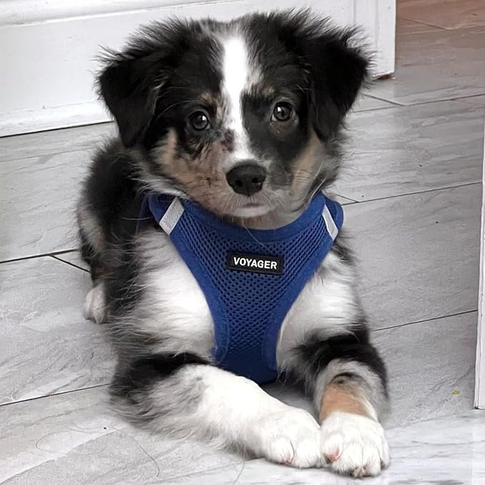 Best Pet Supplies Voyager Step-in Air Harness - All Weather Mesh, Reflective, No Pull Harness for Dogs, Cats - Secure with Hook & Loop Fastener, Buckle, Double D-Rings - Royal Blue, XS