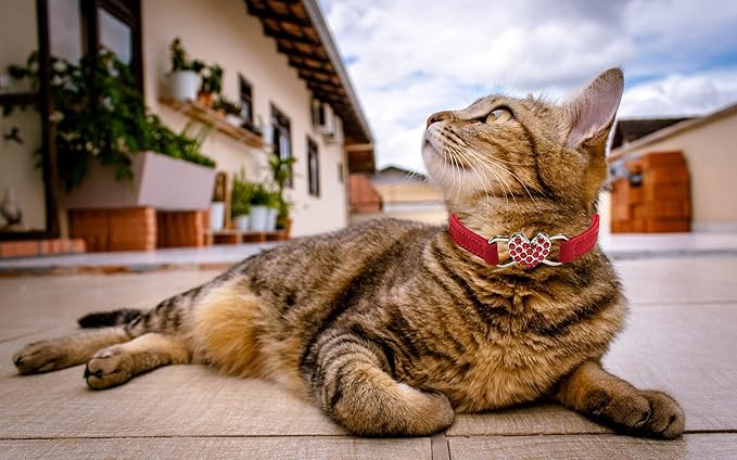Heart Bling Cat Collar with Safety Belt and Bell Adjustable 8-10 inches for Kitten Cats (Red)