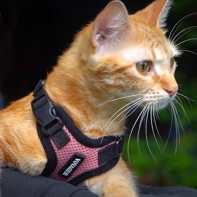 Voyager Escape-Proof Step-in Lock Cat Harness & 5ft Neoprene-Handle Leash Set All-Weather Mesh with Reflective Stitching for Small to Large Cats by Best Pet Supplies, Pink/Black Trim, S