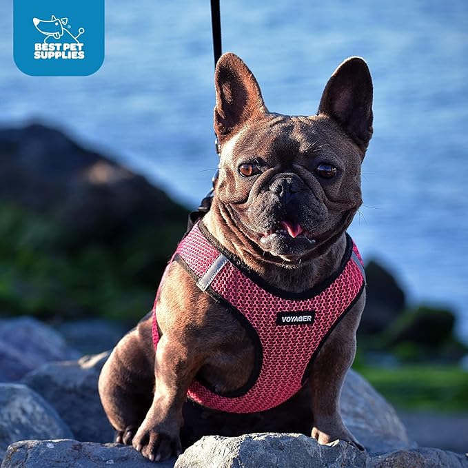 Best Pet Supplies - All Weather Mesh/Plush, Reflective, No Pull Harness for Small, Medium Dogs, Cats - Secure with Hook & Loop Fastener, Buckle, Double D-Rings - Black/Pink Trim, S