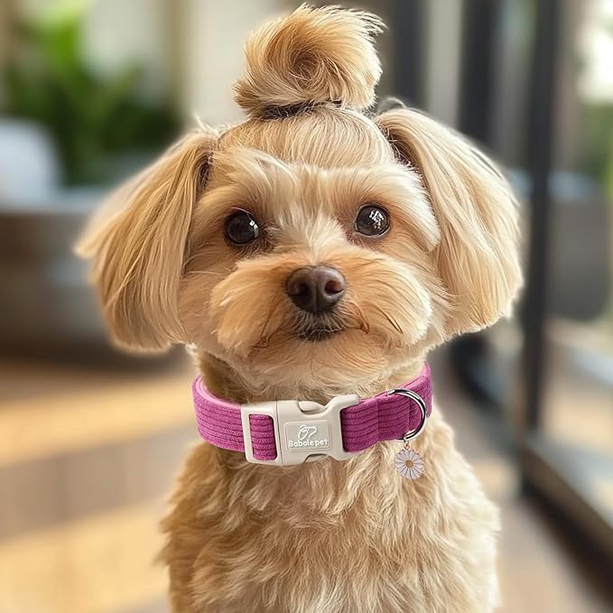 Cute Corduroy Dog Collar - Fuchsia Adjustable Dog Collars for Small Dogs 10-25lbs, Fade-Proof with Secure Snap & Little Charm, Christmas Birthday Gift, S