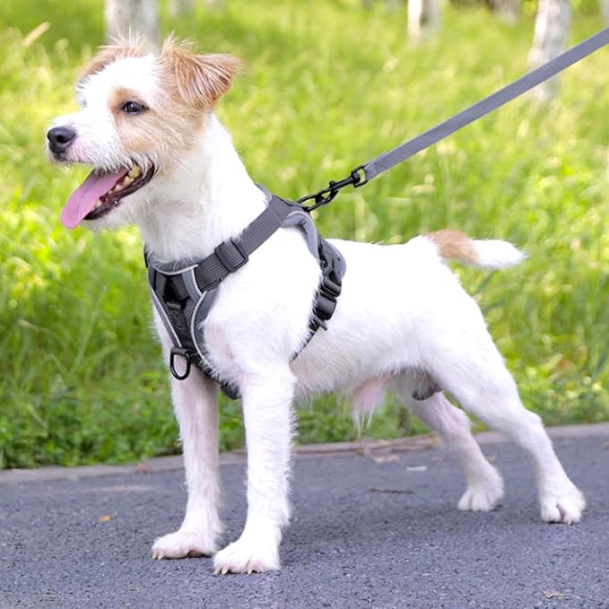 Cat Harness and Leash for Walking, Escape Proof Soft Adjustable Vest Harnesses for Cats (Grey, Medium)