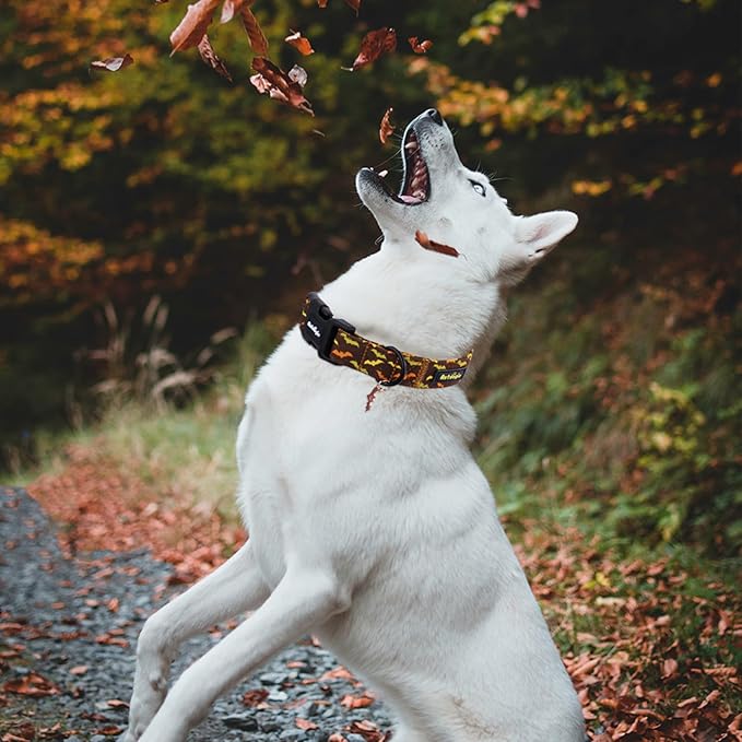 Fall Dog Collar, Halloween Dog Collars for Small Dogs, Cotton Puppy Collar with Bat Pattern, Pet Collar for Small Medium Large Dogs, Girl Boy Dogs Collar with Quick Release Buckle-S