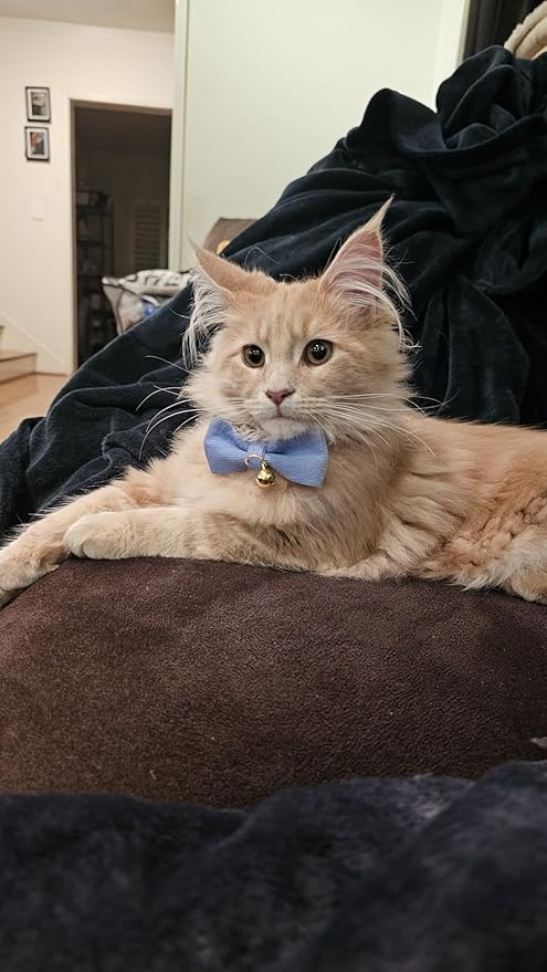 Soft Corduroy Cat Collar with Bell and Bowtie, Safety Breakaway Clasp, Adjustable for Kitten and Cats Blue Color.