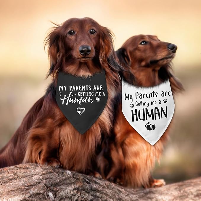 2 Packs My Parents are Getting Me a Human Gender Reveal Dog Bandana Pregnancy Announcement Pet Dog Triangle Scarf Accessories Baby Announcement Gift for Small Medium Large Dogs Cats