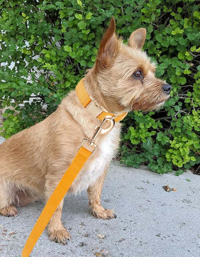 Soft Cotton Dog Collar with Metal Buckle Adjustable Heavy Duty Comfy Corduroy Collars for Small Medium Large Dogs,Orange,Small