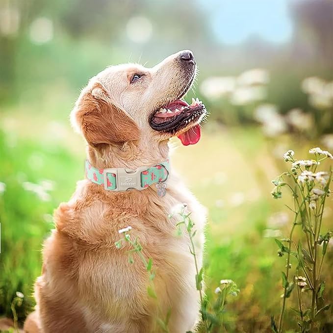 Easter Dog Collar for Medium Dogs - Green Bunny Egg Dog Collars, Cute Boy Girl Dogs Easter Collar, Adjustable Spring Holiday Pet Collars with Quick Release Buckle M
