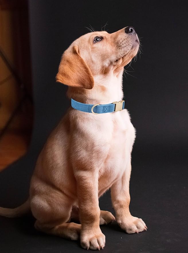 Soft Cotton Dog Collar with Metal Buckle Adjustable Heavy Duty Comfy Corduroy Collars for Small Medium Large Dogs,Blue,Small