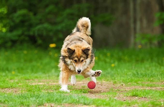 Snug Rubber Dog Balls for Small and Medium Dogs - Tennis Ball Size - Virtually Indestructible (3 Pack - Red)