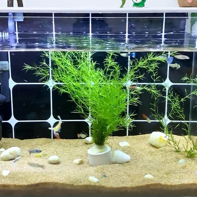 12 Pack Aquarium Plant Weights, Aquatic Plants Fixed Ring Set, Anti-Floating Ceramic Aquarium Plant Rings, Aquarium Landscape Decoration Fish Tank Accessories 1.8 x 1.3 Inch