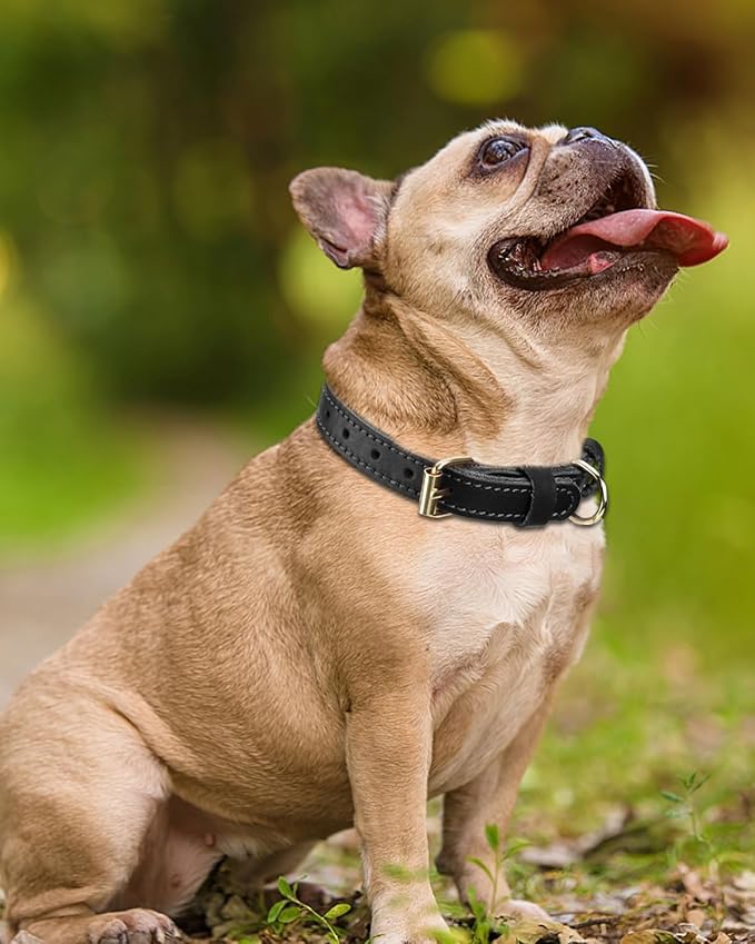 Joytale Leather Dog Collar for Small Dogs, Genuine Solid Sturdy Leather for Active Small Breeds, Adjustable Metal Pin Buckle, Durable and Secure Pet Collar for Daily Use, Black, S