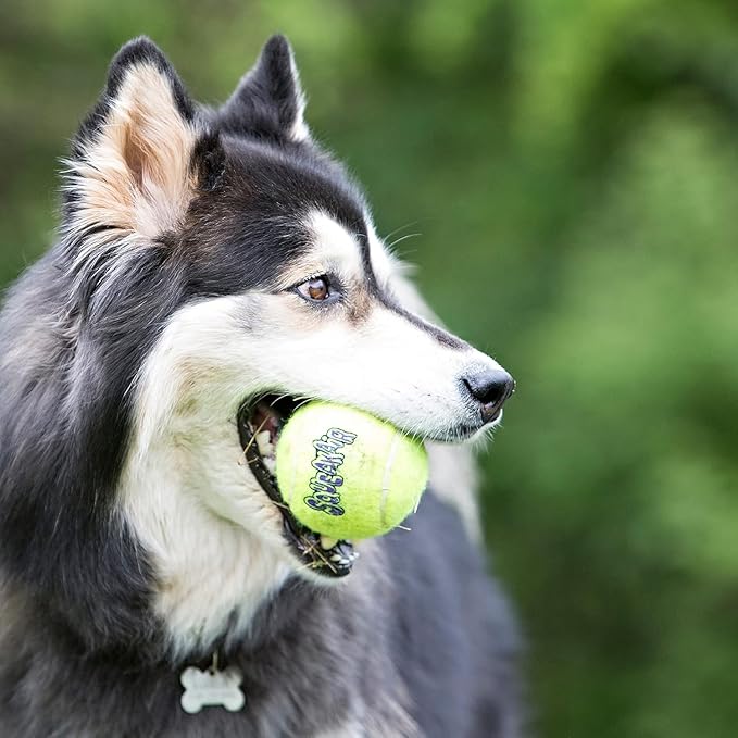 KONG Air Dog SqueakAir Dog Toy Tennis Balls, Medium