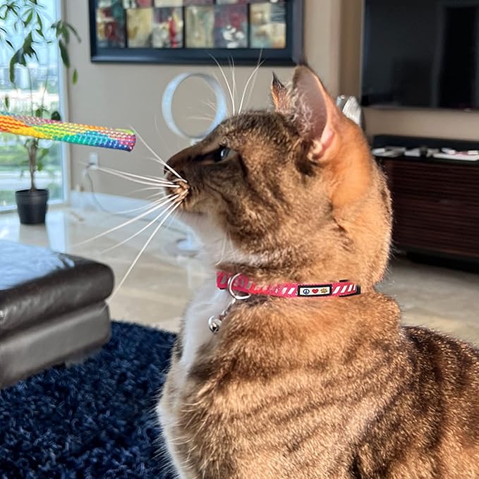 Pawtitas Personalized Cat Collar with Breakaway Safety Release Buckle Adjustable Length | Cat Collar with Custom Embroidered for Your Pet's Name and Phone Number | Grey Cat Collar with Removable Bell