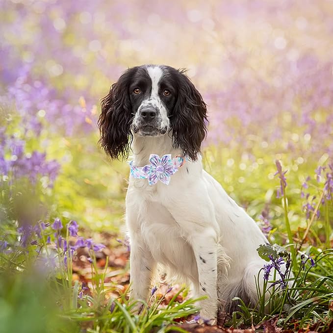 Lionheart Glory Purple Dog Collar With Flower - Cute Floral Pattern Adjustable Pet Collar for Small Dogs