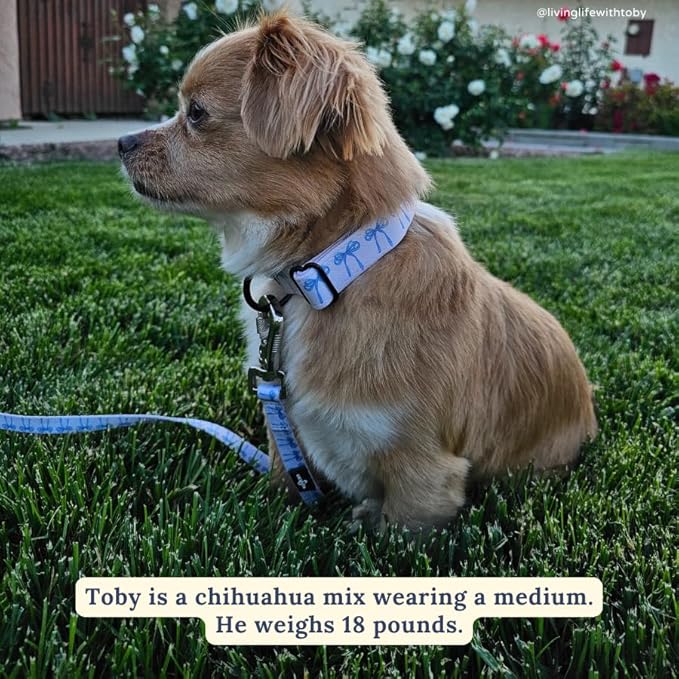 Lucy & Co. Dog Collar - Durable Lightweight Designer Collar for Pets - Adjustable Metal Safety Buckel - Small - White with Blue Bows