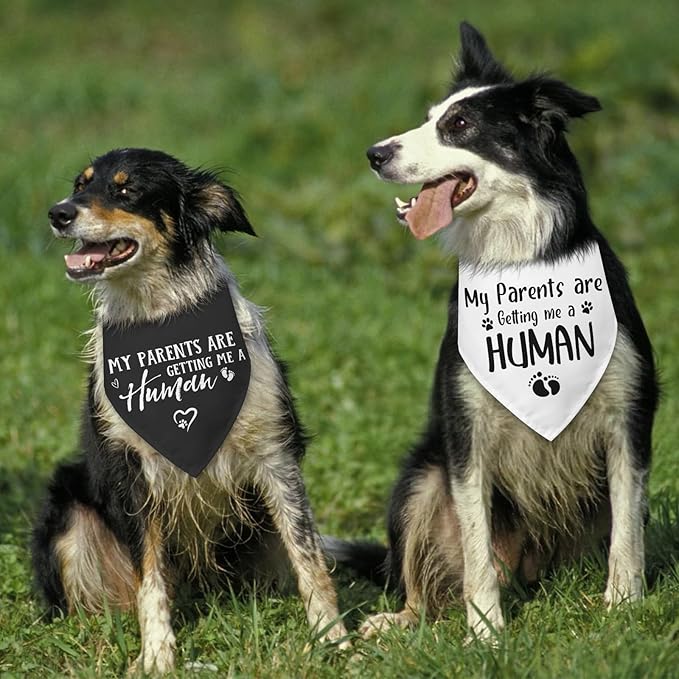 2 Packs My Parents are Getting Me a Human Gender Reveal Dog Bandana Pregnancy Announcement Pet Dog Triangle Scarf Accessories Baby Announcement Gift for Small Medium Large Dogs Cats