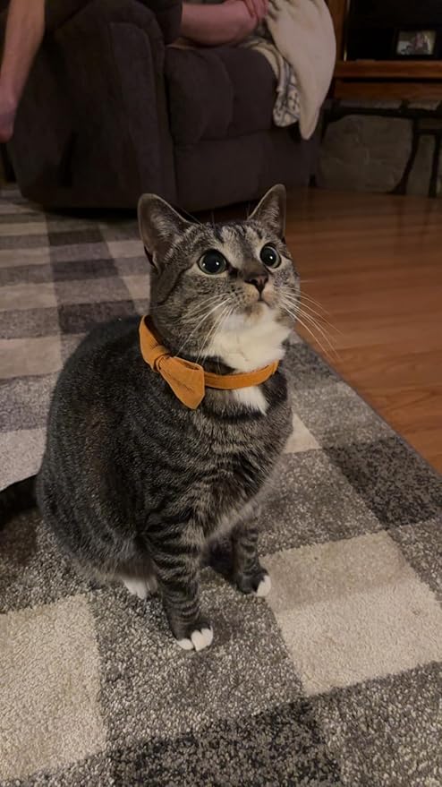 2 Pack Soft Corduroy Cat Collars with Bow Tie & Bell Adjustable Breakaway Bowtie Kitten Collar for Girl Boy Kittens(Orange & Dark Green)